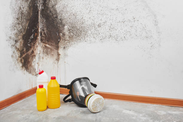 Best Commercial Mold Removal  in Preston, ID