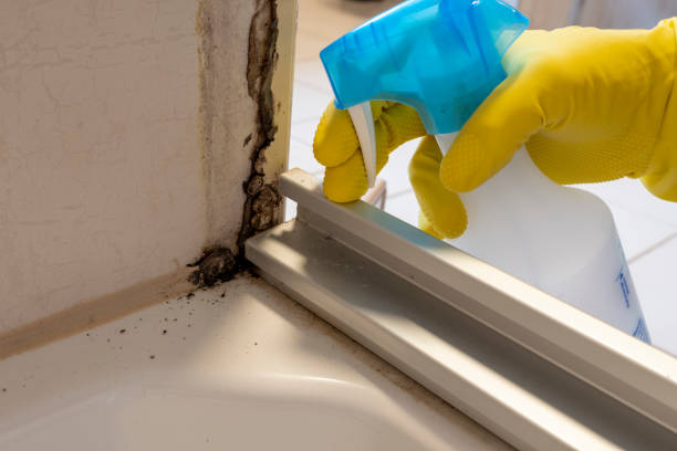 Best Toxic Mold Removal  in Preston, ID