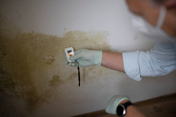 Best Attic Mold Removal  in Preston, ID