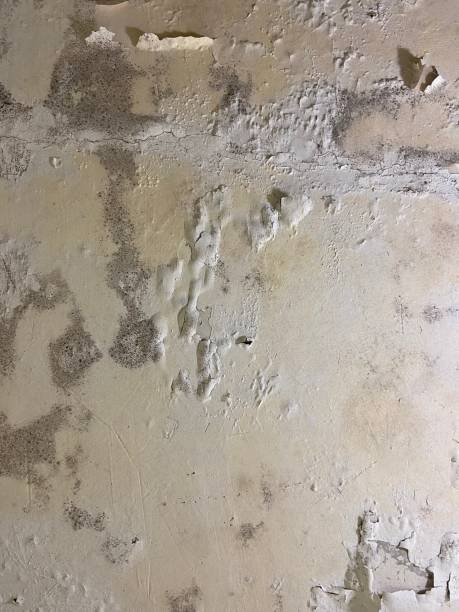 Home Mold Removal in Preston, ID