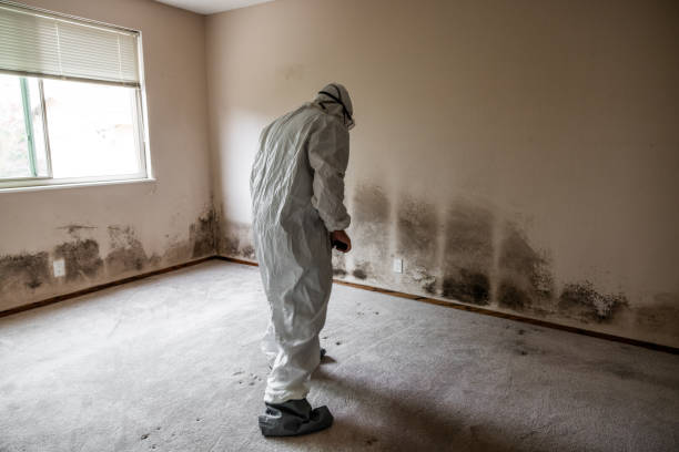 Best Mold Testing and Removal  in Preston, ID