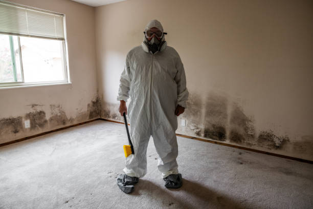 Office Mold Removal Services in Preston, ID