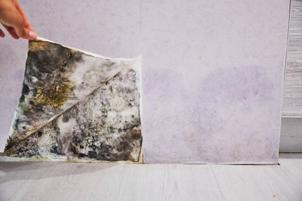 Best Black Mold Removal  in Preston, ID